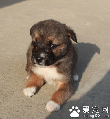 宠物狗如何训练 每天应有适当的运动