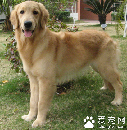 狗狗眼睛发炎 眼球脱垂的治疗要点