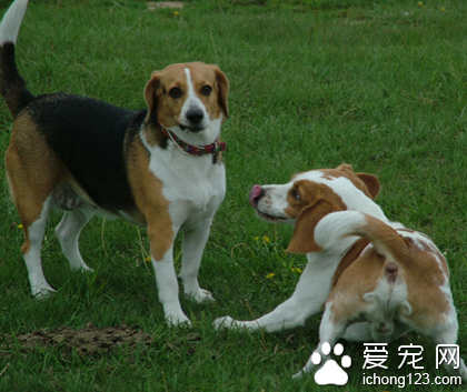 狗狗感冒吃什么好 化解体热消炎祛肿为主