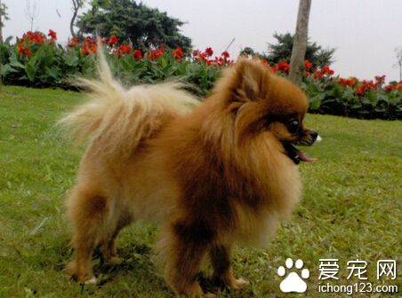 狗狗吃草怎么回事 食物中蔬菜不足导致