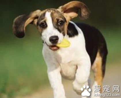 怎么训练狗狗回来 发出口令时加上狗的名字