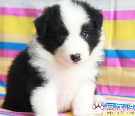 哪里有卖边境牧羊犬 多看看宠物交易市场