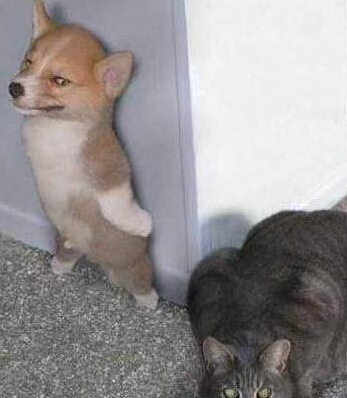 这个才是躲猫猫