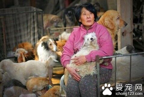 不计回报的老人给流浪狗提供了一个温暖的家