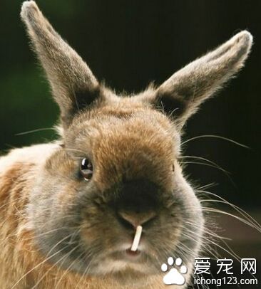 宠物兔子寿命 平均寿命是在5-12岁左右