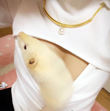 开胸毛衣的另一种用法