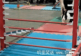 很机智的兔星人