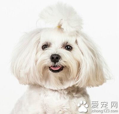 家里养狗很臭怎么办 常备一些宠物除味剂