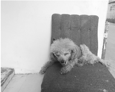 看到“好朋友”伤重死亡 泰迪犬陪伴送医流泪