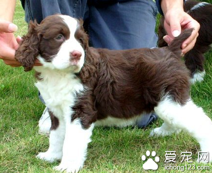 史宾格犬怎么样 属于彻底的运动犬