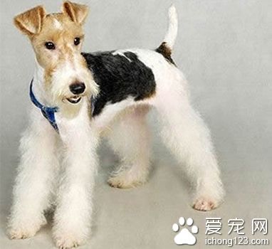 刚毛猎狐梗咬人吗 了解该犬咬人的原因