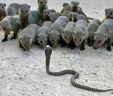 看谁能斗过谁，我们这么多人难道怕你吗 