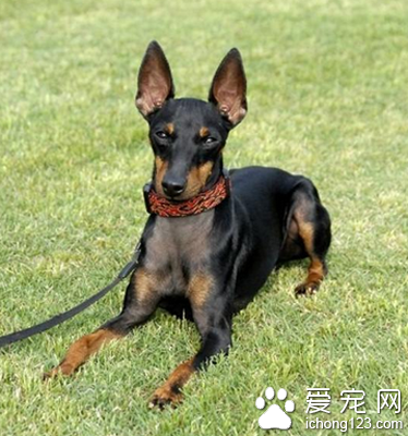  曼彻斯特梗的喂食要点 注意饮食规律