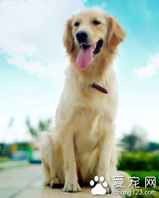  狗狗怕黑吗 一般情况下狗是不怕黑的