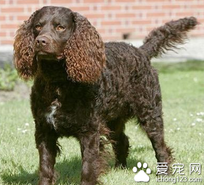 美国水猎犬掉毛程度 每天给该犬梳理被毛