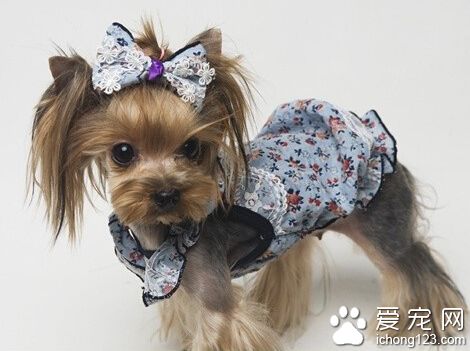 约克夏的寿命  健康的狗寿命都会在十几年