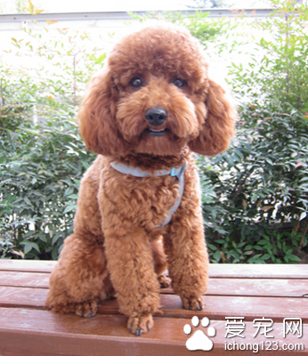 狗狗怕打雷能医吗 训练狗狗的胆量