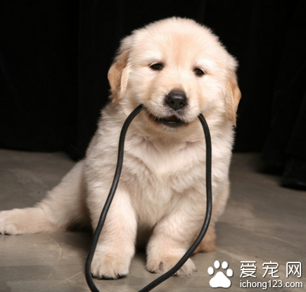 狗狗怎么训练握手 训练握手的小技巧