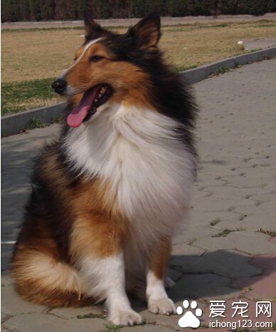 苏格兰牧羊犬和喜乐蒂的区别 六个细节来分辨