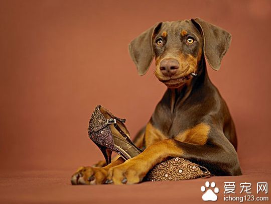 狗狗不吃东西怎么办