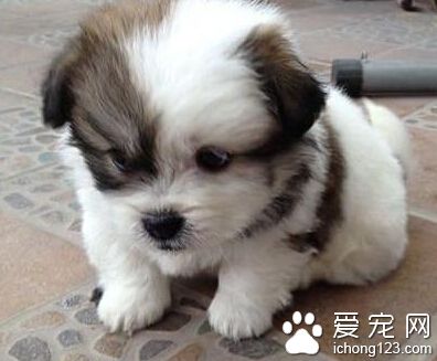 西施犬如何训练 不要用粗暴的方法训练