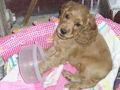 狗狗吃什么微量元素好 给狗狗吃一些蔬菜