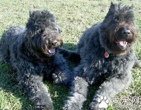 法兰德斯畜牧犬怎么选 首先看其精神状态