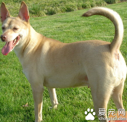 法老王猎犬的喂食要点 保持口腔健康