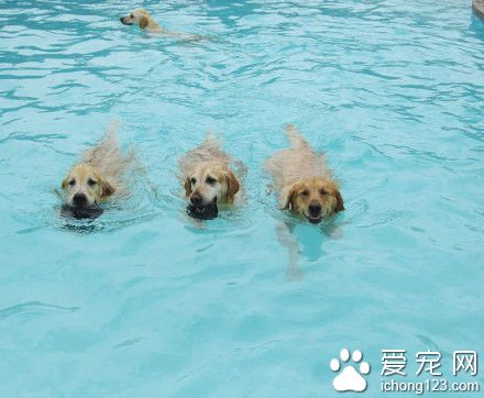 密歇根设计了一个专门给狗狗玩的游泳池