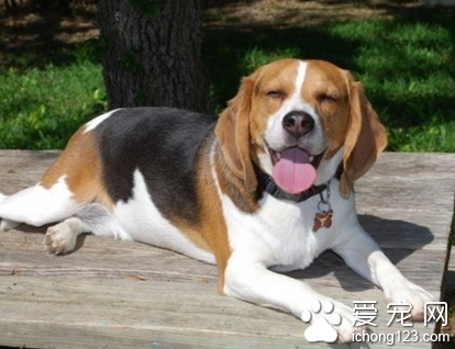 怎么训练狗狗躺下 注意训练技巧