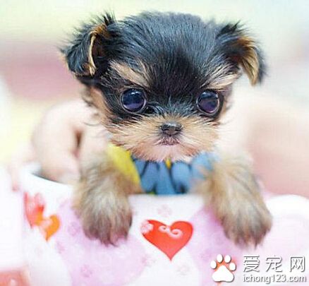 哪里有卖茶杯犬 去当地狗狗交易市场看看