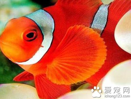 小丑鱼怎么养 首先为它们打造一个温馨小窝