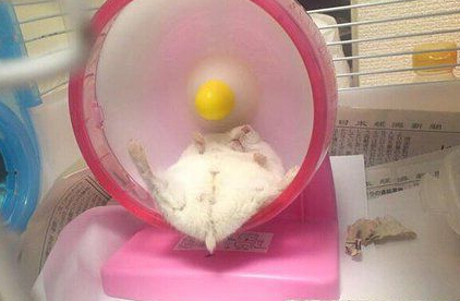 家里阿仓的睡姿，各位感受下～