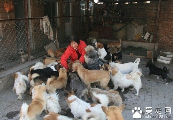 不计回报的老人给流浪狗提供了一个温暖的家