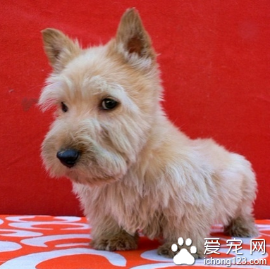 苏格兰梗的日常护理 产前与产后的护理