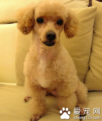 狗狗怕打雷 注意训练它们的胆量