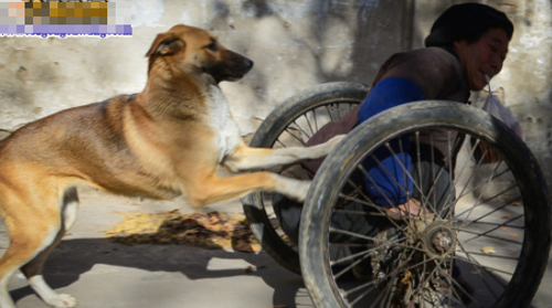 忠犬推残疾主人去摆摊 对主人不离不弃