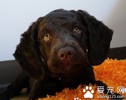 美国水猎犬怎么挑选 该犬被毛卷曲