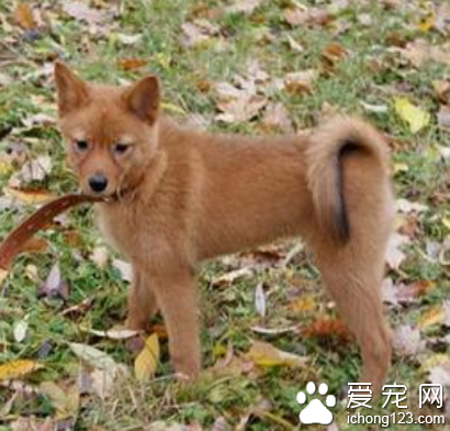 芬兰猎犬的养护常识 不适合在公寓饲养