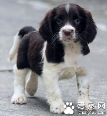 史宾格犬怎么训练 从小教它服从命令