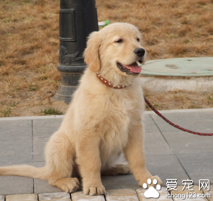 怎么训练狗狗卧 不能操之过急训练