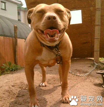 幼子遭朋友的比特犬攻击致死 母亲大度原谅