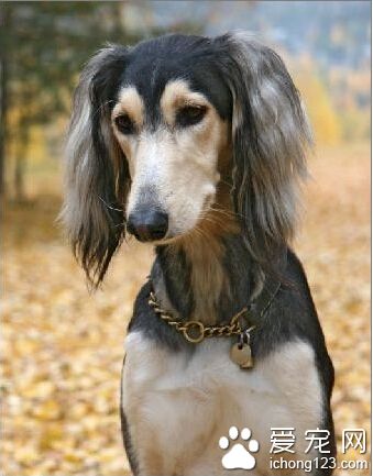 萨路基的性格 温和乖巧对主人非常忠诚