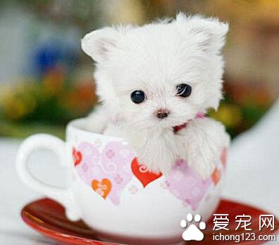 茶杯犬长不大吗 停止生长在7～8个月时