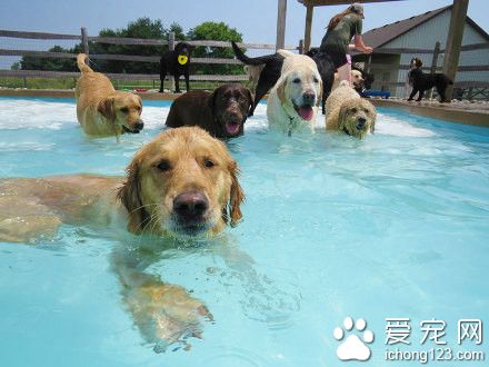 密歇根设计了一个专门给狗狗玩的游泳池