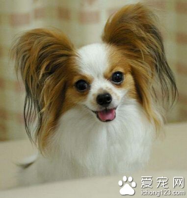 蝴蝶犬多少钱一只 赛级的可能会在1-2万元