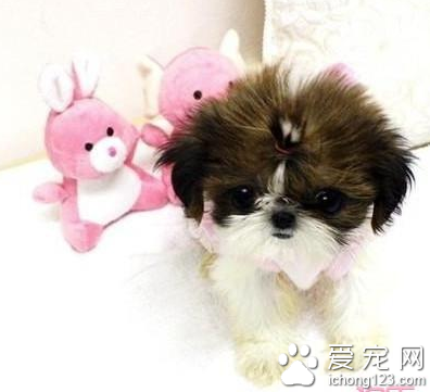 西施犬的智商 该犬排名第70位