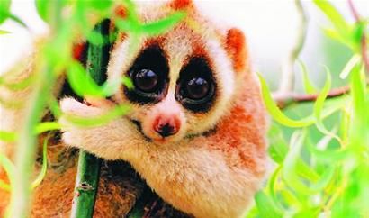 懒猴价格 生活在热带雨林的小精灵