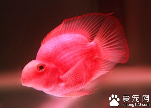 血鹦鹉价格 选购血鹦鹉看背鳍能否打开