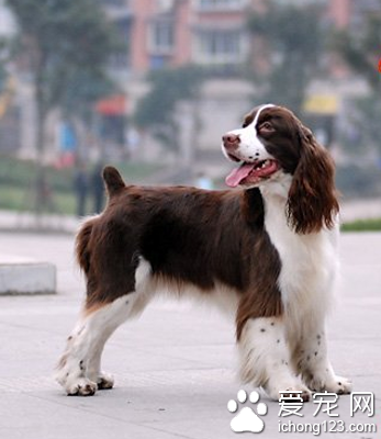 史宾格与可卡的区别 史宾格耳朵较小